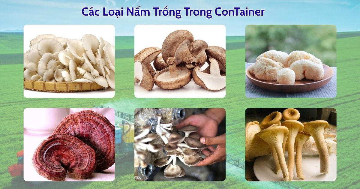 Các Loại Nấm Trồng Trong Container